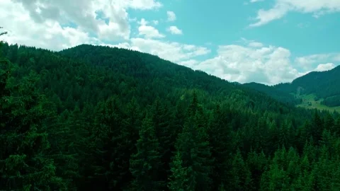 Forest of tarvisio, flyng throu the trees Stock Footage 274649475