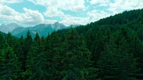 Forest of tarvisio, orbit around a tree Stock Footage 274651152