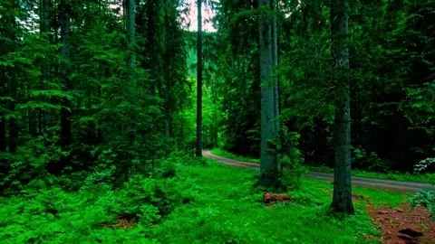 Forest of tarvisio, road in the forest Stock Footage 274651214