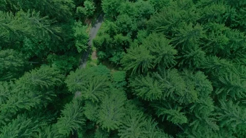 Forest of tarvisio, road in the trees, drone shot, zenit, strife right Stock Footage 274651500