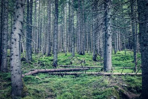 Forest in Tatra Mountains Stock Photos