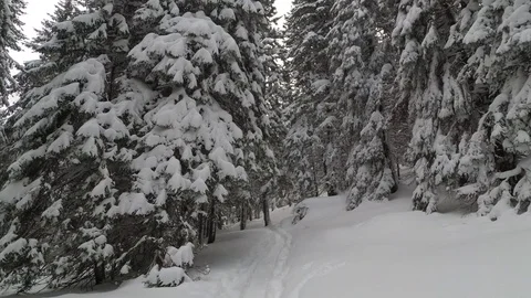 Forest In the Tatra Mountains Snowfall In the Forest Stock Footage 101741621