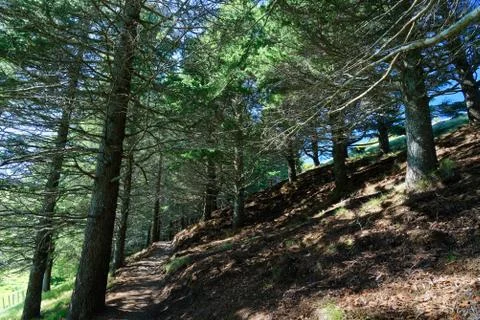 Forest in Te Mata Park Stock Photos