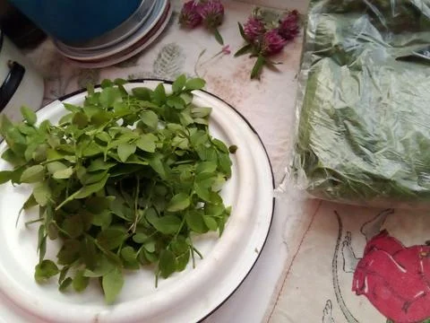 Forest tea herbs Stock Photos