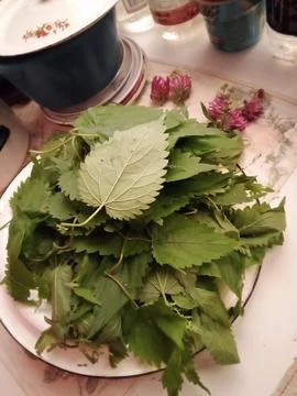 Forest tea herbs Stock Photos