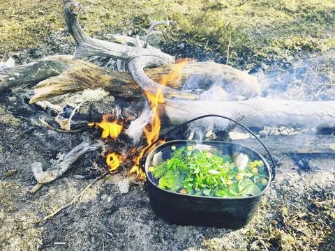 Forest tea Stockfoto's