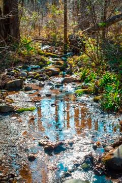Forest with Teal Blue Stream Stock Photos
