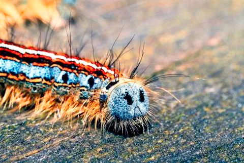 Forest tent caterpillar backside macro Stock Photos