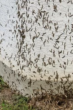Forest Tent Caterpillars climb over a house during an outbreak Stock Photos