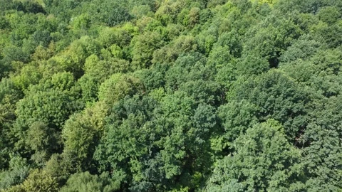 Forest texture. Green trees landscape background. Wild plant. Video stock 202908981