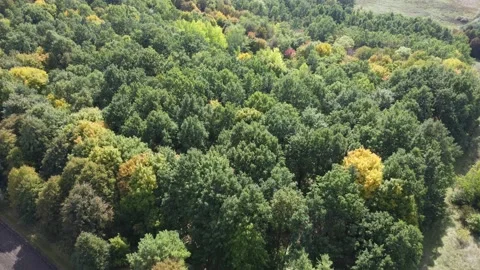 Forest texture. Green trees landscape background. Stock Footage 213629388