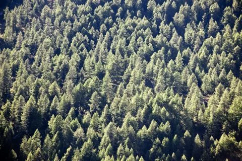 Forest texture Stock-Fotos