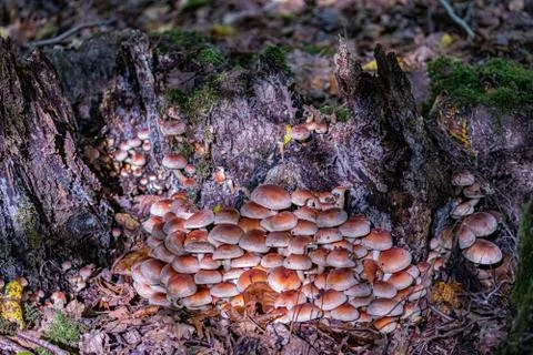 Forest texture Stock Photos