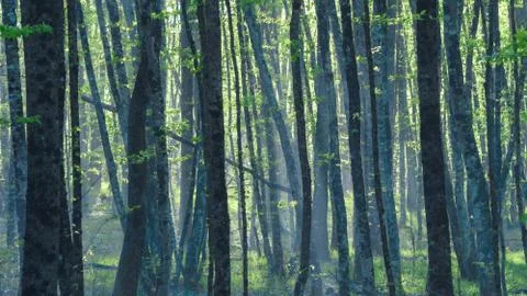 Forest texture of trees with fog Stock Photos