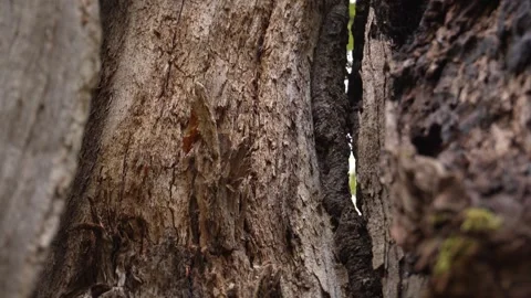 Forest Textures and Gaps. Stock Footage 254525291
