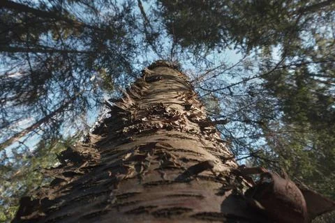 Forest theme. Birch trunk in close-up. Lower angle Foto stock