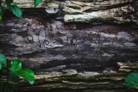 Forest themed tree log background for title text copy space; Stock Photos