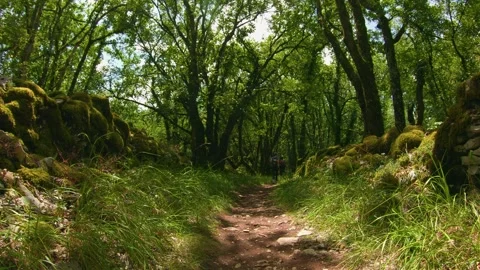 Forest therapy slow motion nature walk wellness retreat Lot region Stock Footage 312040939