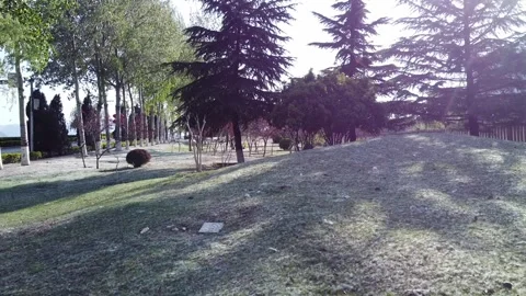 In the forest there are white willows. Stock Footage 247363459