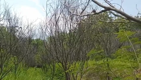 In the forest there were thickets full of grass and dry twigs. Stock Footage 324001361