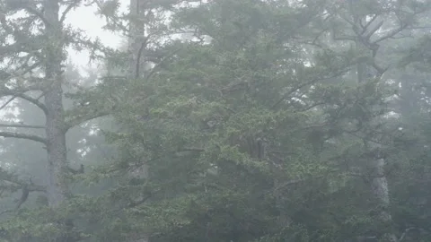 Forest in Thick Fog Vídeo Stock 164931741