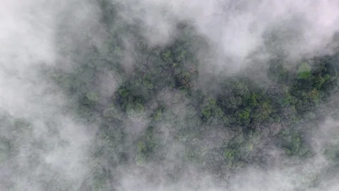 Forest with a thick layer of fog covering the trees Stock Footage 329365864