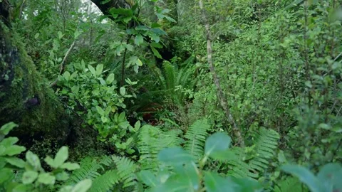 Forest with thick lush vegetation and foliage with mossy tree and damp plants Stock Footage 289417055