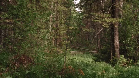 Forest thicket Stock Footage 93801390
