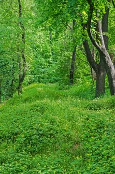 Forest thicket Stock Photos