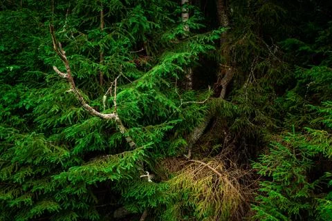 Forest thicket Stock Photos