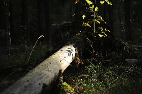 Forest thicket. Summer forest. A tree in a wilderness area. Stock Photos