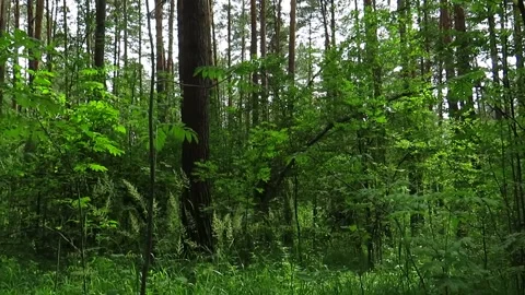 Forest thicket in summer in Siberia Stock Footage 168571636