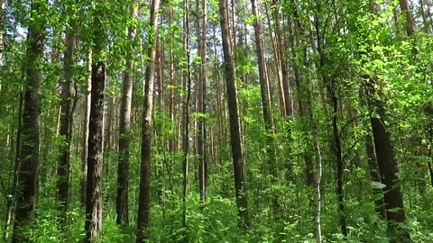 Forest thicket in summer in Siberia Video stock 168571677