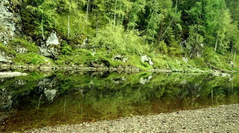 Forest thickets along the river Stock Footage 48374577