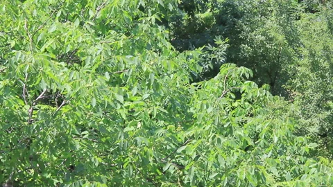 Forest thickets 스톡 동영상 96338981