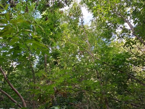 Forest thickets Stock Photos