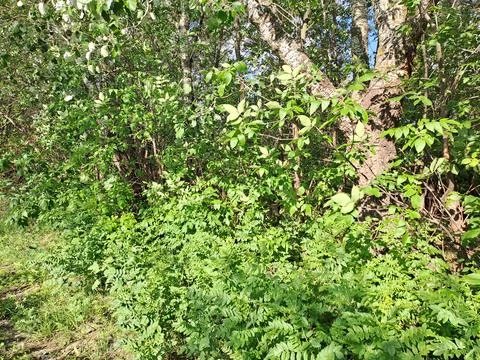 Forest thickets Stock Photos