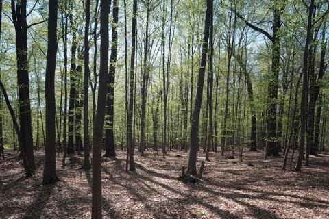 Forest of thin trees, dry leaves on the ground, dense forest, small leaves on Stock Photos