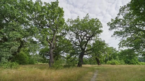 A forest with three large trees and a path in between Stock Footage 298058671