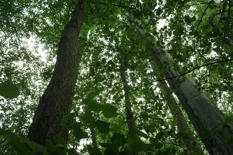 A forest with three trees in the middle of the image Stock Photos