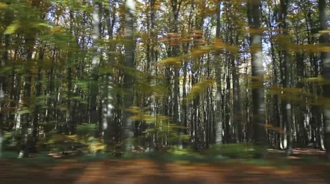 Forest through driving car lateral window Stock Footage 12467514