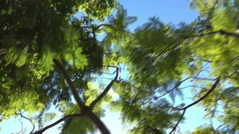 Forest through the driving car window in 4k Stock Footage 88605537