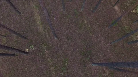 In the forest through the trees. 動画素材 69918017