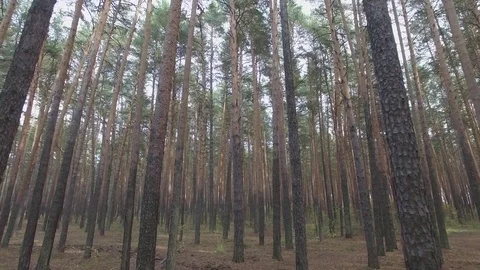 In the forest through the trees. 動画素材 69918355