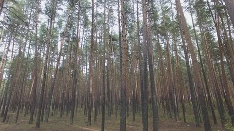 In the forest through the trees. 動画素材 69918724