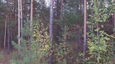 In the forest through the trees. 動画素材 69919218