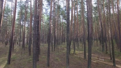 In the forest through the trees. 動画素材 69925059