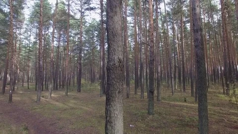 In the forest through the trees. 動画素材 69925065