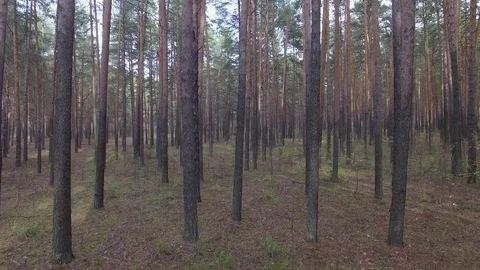 In the forest through the trees. 動画素材 69925340