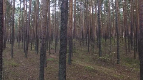 In the forest through the trees. Stock Footage 69925582